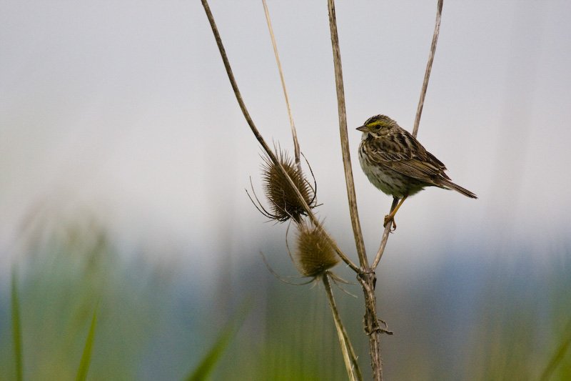 Savannah Sparrow